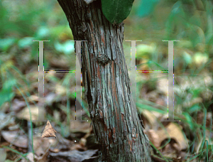 Picture of Kalmia latifolia 
