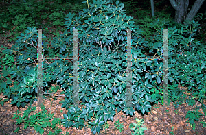 Picture of Kalmia latifolia 