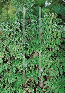 Picture of Rhododendron flammeum 