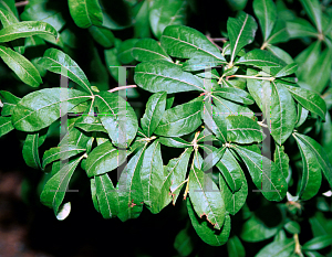 Picture of Rhododendron flammeum 