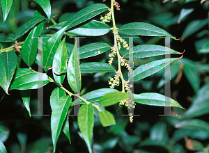 Picture of Leucothoe fontanesiana 