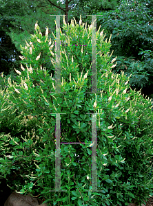 Picture of Clethra alnifolia 