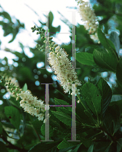 Picture of Clethra alnifolia 