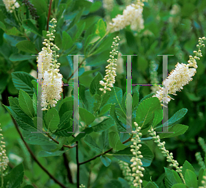 Picture of Clethra alnifolia 