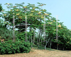 Picture of Aralia spinosa 