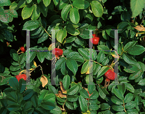 Picture of Rosa rugosa 