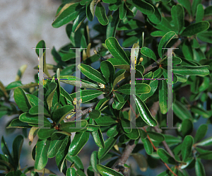 Picture of Bumelia tenax 