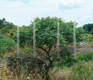 Picture of Rhus glabra 