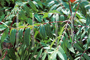 Picture of Rhus glabra 