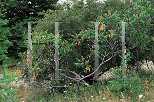 Picture of Rhus glabra 