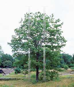 Picture of Quercus rubra 