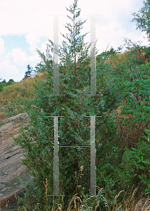 Picture of Juniperus virginiana 