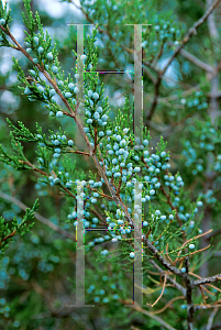 Picture of Juniperus virginiana 