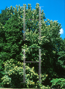 Picture of Liquidambar styraciflua 'Aurea'