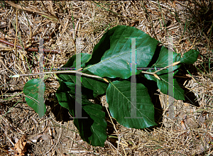 Picture of Fagus sylvatica 'Dawyck'