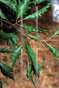 Picture of Fagus sylvatica 'Asplenifolia'