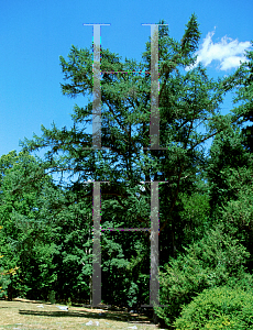 Picture of Larix kaempferi 