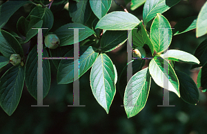 Picture of Stewartia ptero-petiolata var. koreana 