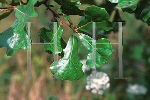 Picture of Quercus marilandica 