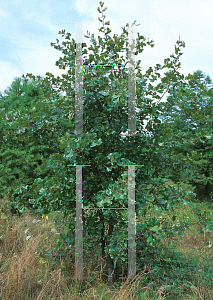 Picture of Quercus marilandica 