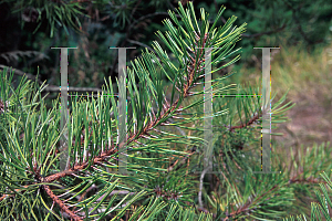 Picture of Pinus echinata 