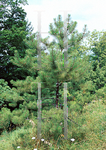 Picture of Pinus echinata 