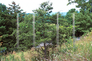 Picture of Pinus banksiana 