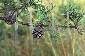 Picture of Pinus banksiana 