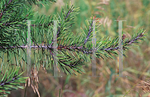 Picture of Pinus banksiana 