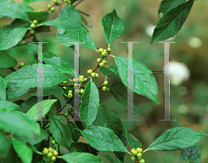 Picture of Ilex verticillata 