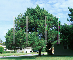 Picture of Juniperus virginiana var. silicicola 