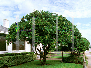 Picture of Ligustrum japonicum 