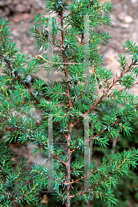 Picture of Juniperus communis 