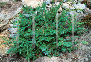 Picture of Juniperus communis 