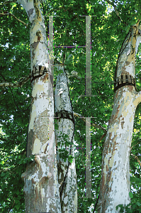 Picture of Platanus occidentalis 