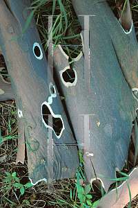 Picture of Platanus occidentalis 