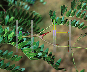 Picture of Gleditsia triacanthos 