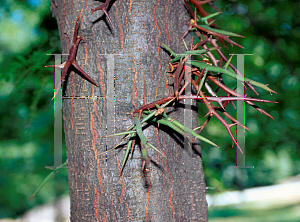 Picture of Gleditsia triacanthos 