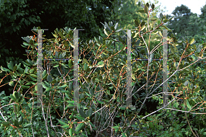 Picture of Rhododendron minus 