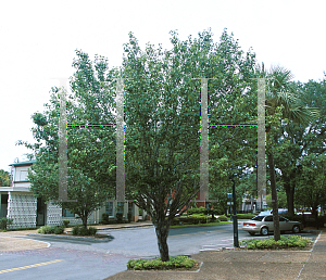 Picture of Pyrus calleryana 'Bradford'