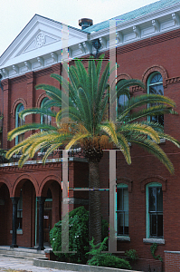 Picture of Phoenix canariensis 