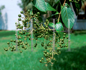 Picture of Lagerstroemia indica 