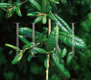 Picture of Quercus geminata 