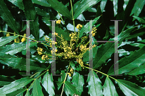 Picture of Mahonia fortunei 