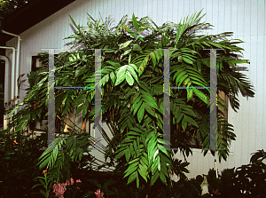 Picture of Chamaedorea microspadix 