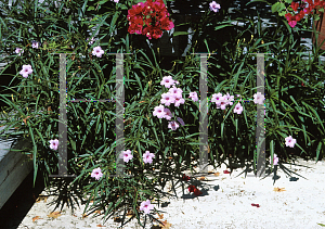 Picture of Ruellia tweediana 