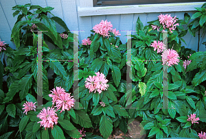 Picture of Justicia carnea 