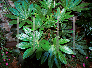 Picture of Fatsia japonica 