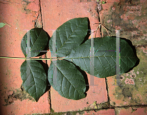 Picture of Fraxinus americana 