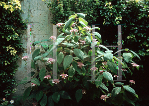 Picture of Hydrangea aspera 